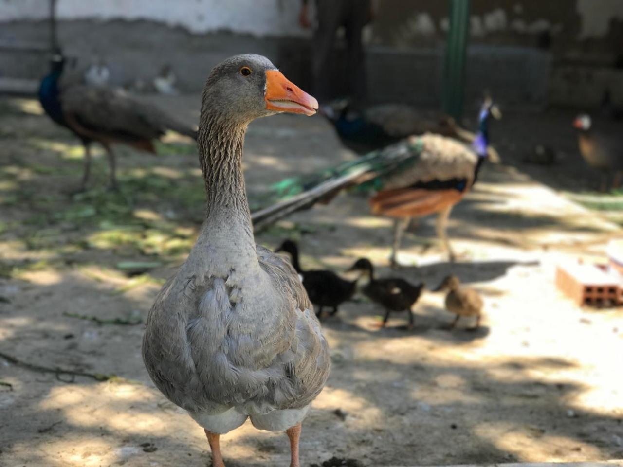 El Malaliyine Residence Nardina Golden מראה חיצוני תמונה